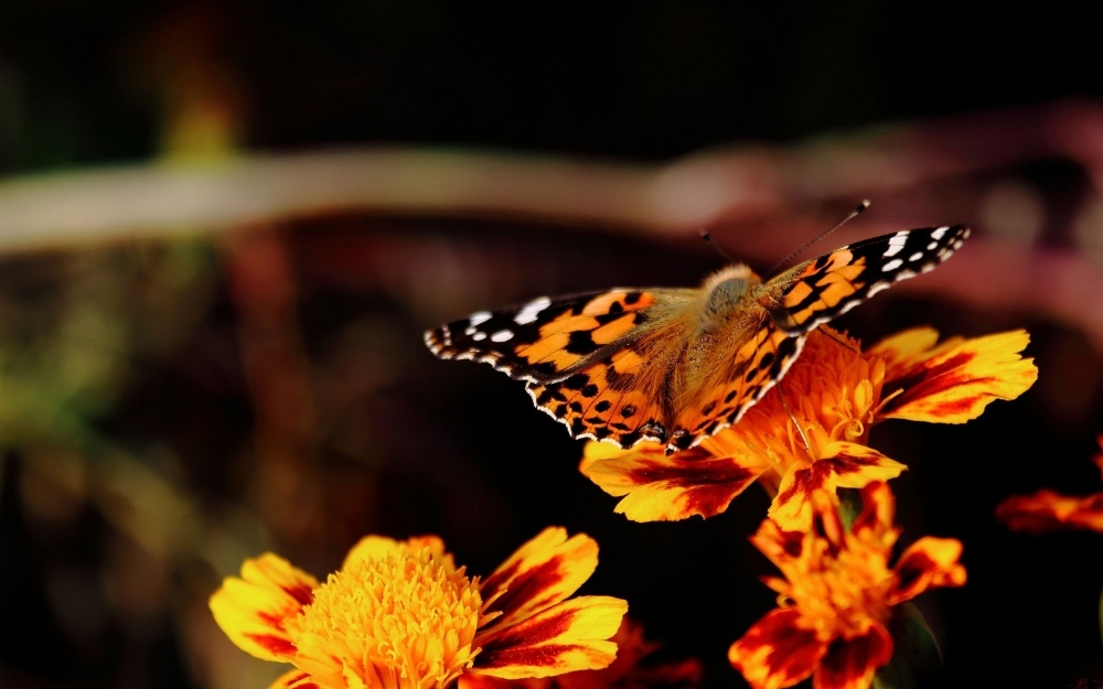 点击大图看下一张：特写吸食花蜜蝴蝶图片