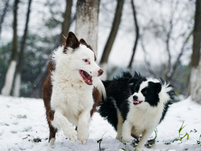 点击大图看下一张：两只超级的狗狗图片欣赏