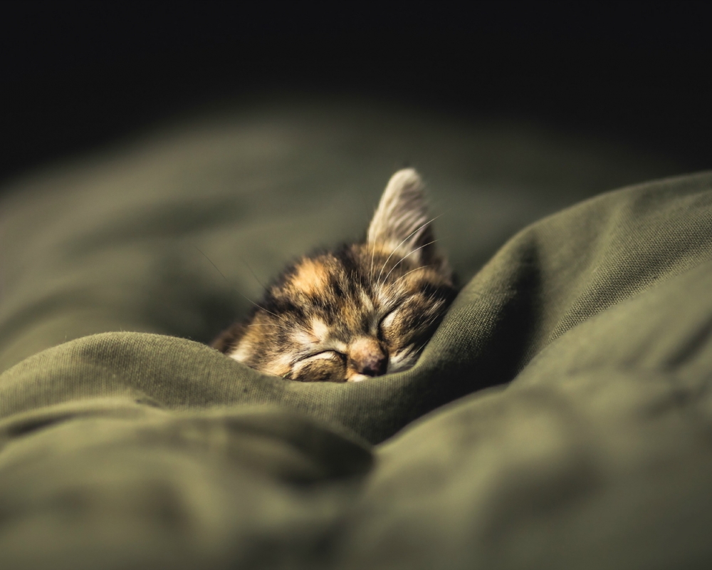 点击大图看下一张：超可爱的小猫咪高清图片
