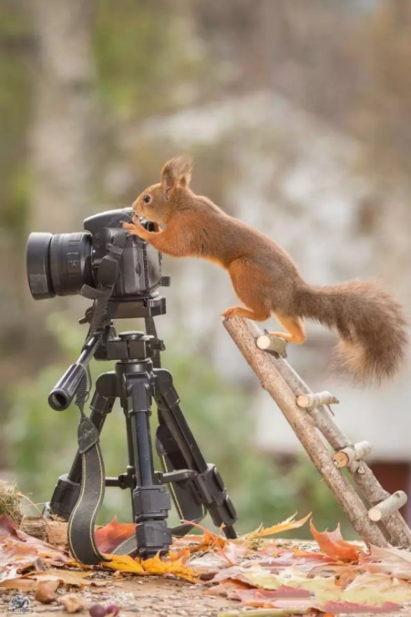 点击大图看下一张：玩摄像机的小松鼠图片