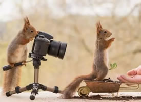 玩摄像机的小松鼠图片