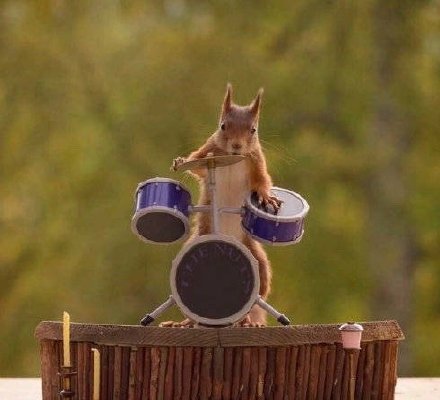 点击大图看下一张：一组有趣的松鼠音乐会照片
