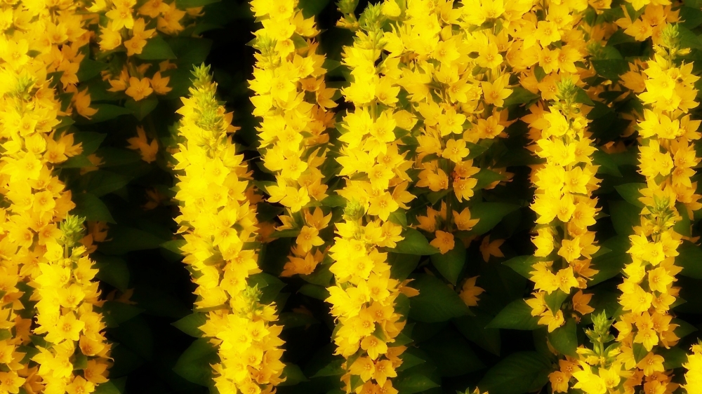 点击大图看下一张：明艳唯美黄色花朵图片桌面壁纸