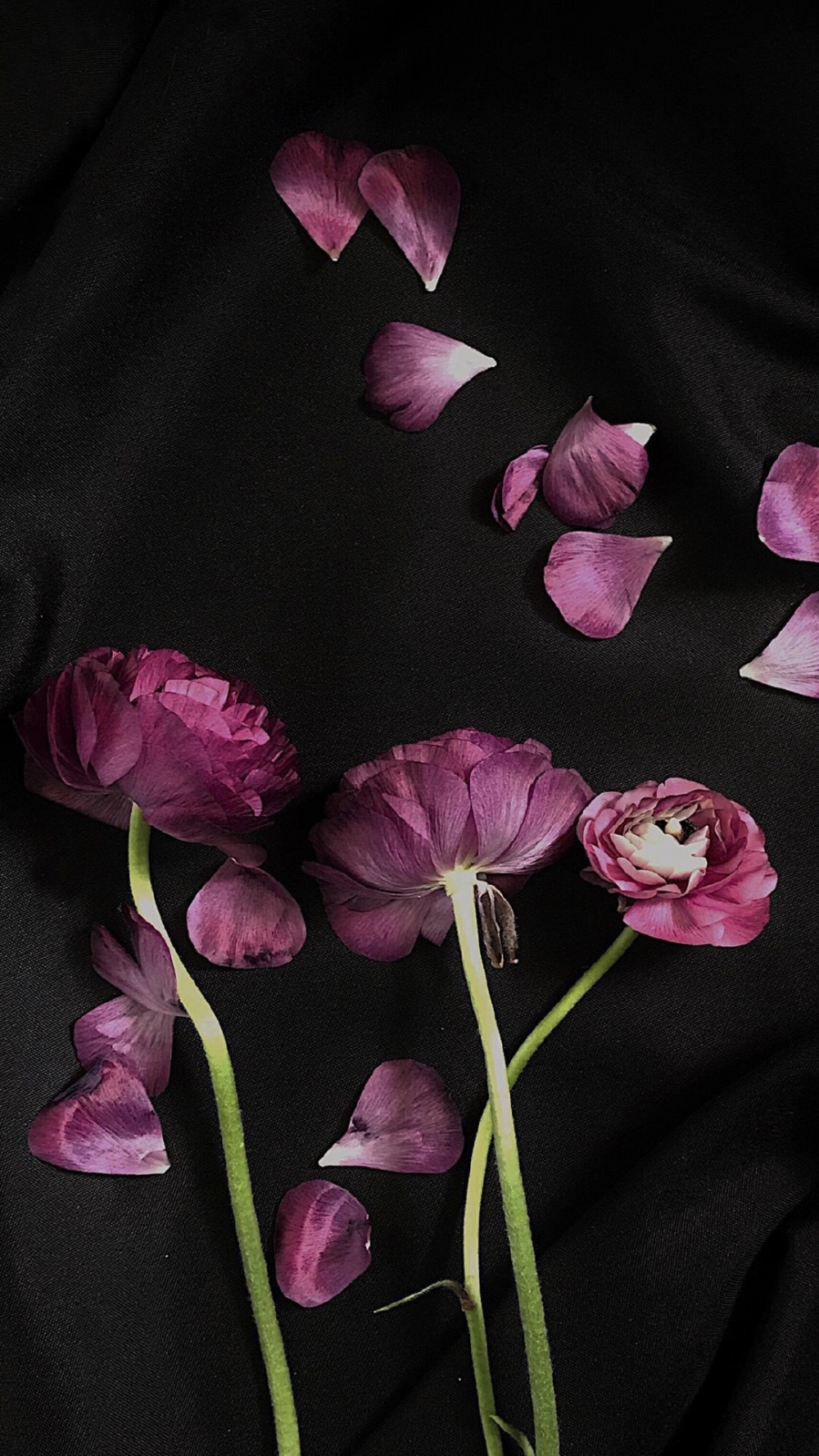点击大图看下一张：精致唯美的花卉图片手机壁纸