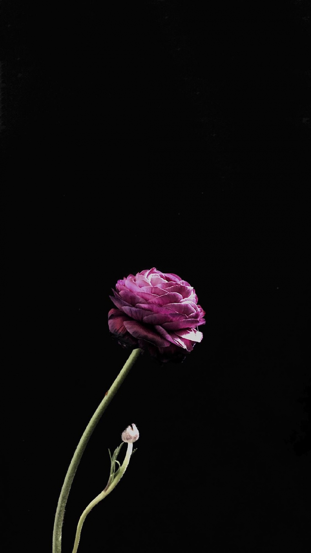 点击大图看下一张：精致唯美的花卉图片手机壁纸