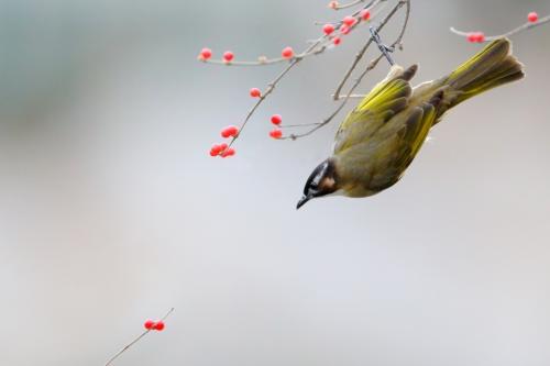 点击大图看下一张:性格活泼的白头鹎图片