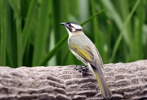 点击大图看下一张:性格活泼的白头鹎图片