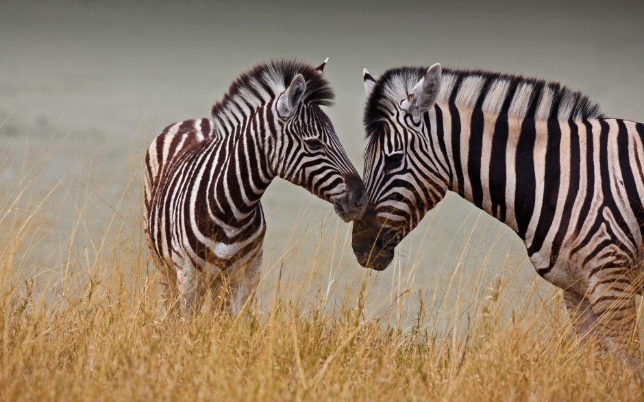 点击大图看下一张：非洲大草原成对斑马图片