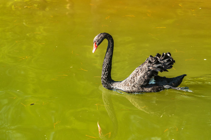 点击大图看下一张：水中漫步的黑天鹅高清图片