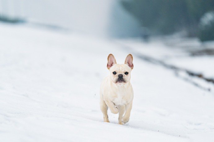 点击大图看下一张：雪地里玩的开心的法斗图片