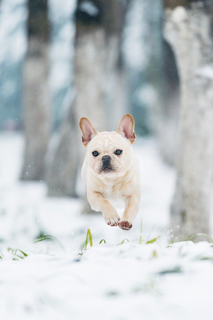 点击大图看下一张：雪地里玩的开心的法斗图片