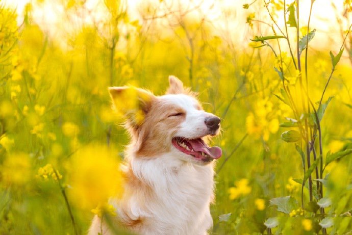点击大图看下一张：春暖花开 开心的狗狗图片