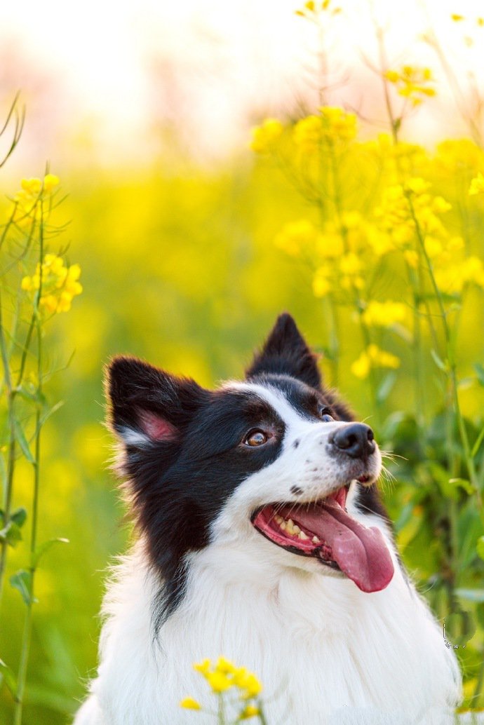 点击大图看下一张：春暖花开 开心的狗狗图片