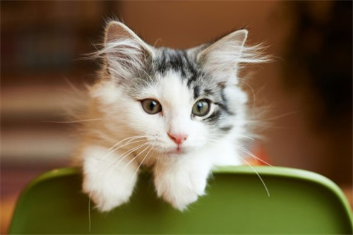 点击大图看下一张：温顺可爱的猫咪图片