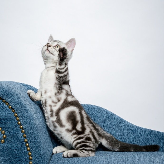 点击大图看下一张：惹人喜爱的虎斑猫图片