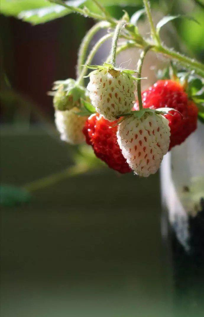 点击大图看下一张：一组柔嫩汁多、形美味甜的草莓
