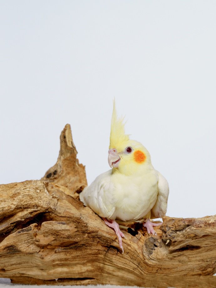 点击大图看下一张：漂亮美丽的玄凤鹦鹉
