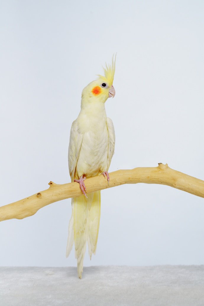 点击大图看下一张：漂亮美丽的玄凤鹦鹉