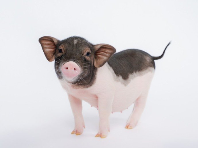 点击大图看下一张：一组黑白色可爱的小猪猪图片