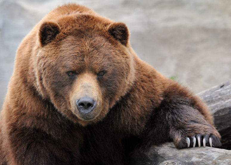 点击大图看下一张：一组凶猛胖胖的棕熊图片