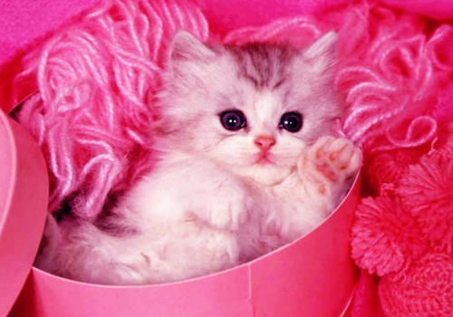 点击大图看下一张：有爱超萌小猫咪图片