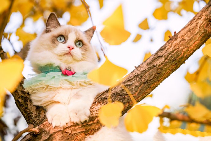 点击大图看下一张：喜欢爬树的布偶猫