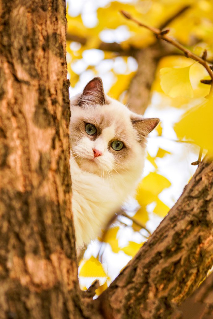 点击大图看下一张：喜欢爬树的布偶猫