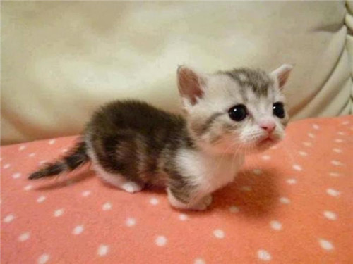 点击大图看下一张：萌萌的小奶猫图片