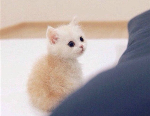 点击大图看下一张：萌萌的小奶猫图片