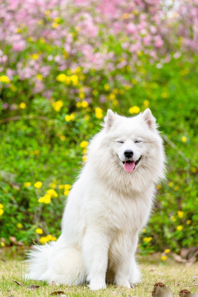 点击大图看下一张：春景下拍摄的可爱萨摩耶狗狗图片