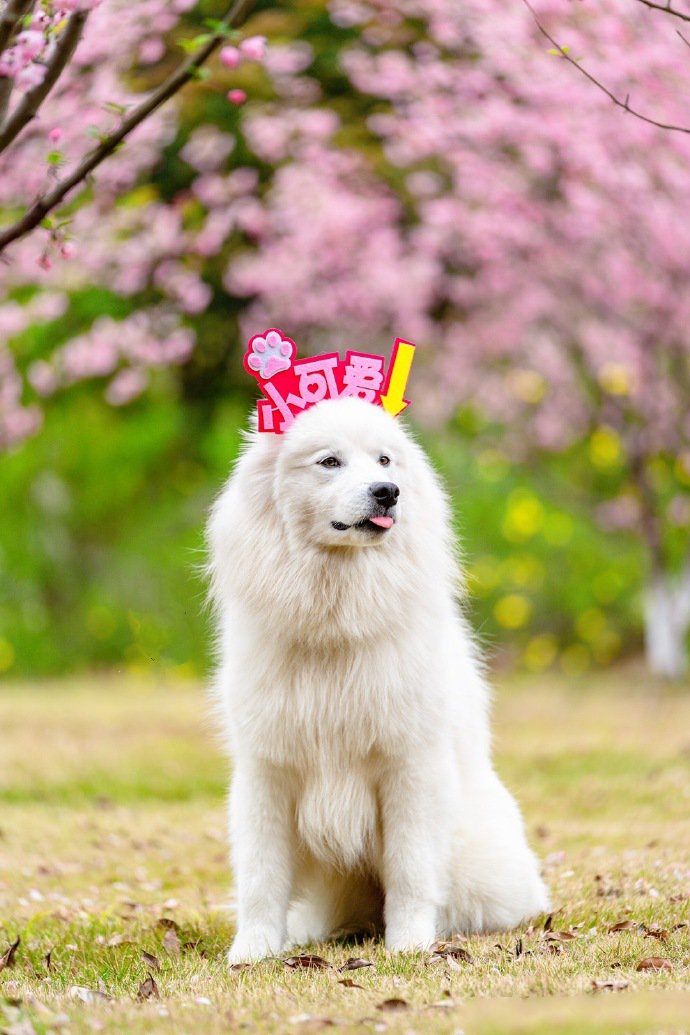 点击大图看下一张：春景下拍摄的可爱萨摩耶狗狗图片