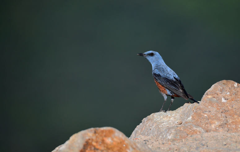 点击大图看下一张：马耳他的国鸟——蓝矶鸫