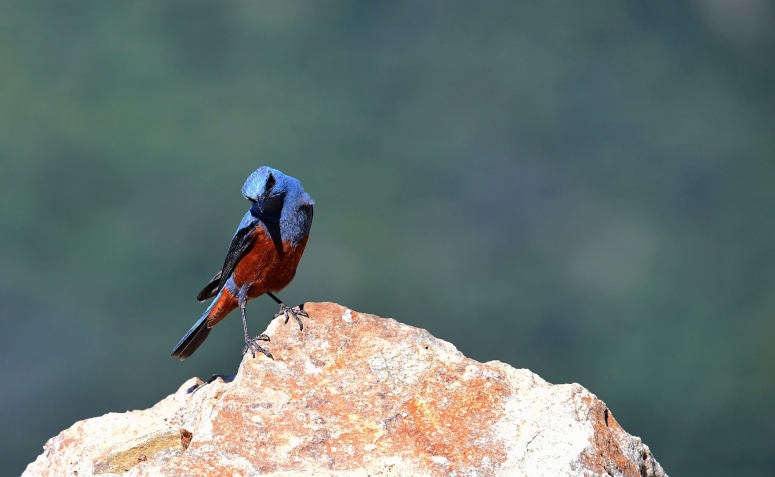 点击大图看下一张：马耳他的国鸟——蓝矶鸫