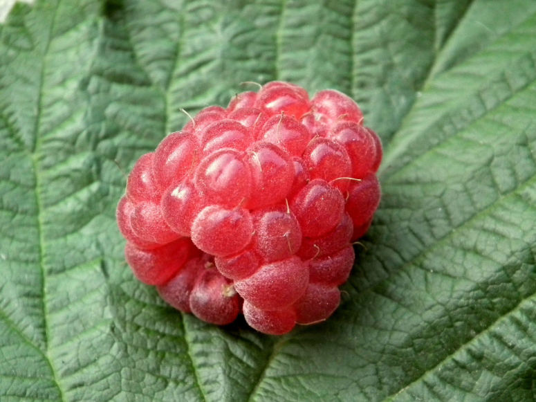 点击大图看下一张：一组酸甜美味的树莓图片欣赏