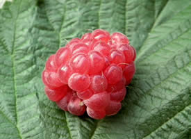 一组酸甜美味的树莓图片欣赏