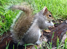 一组草地里觅食的灰色小松鼠