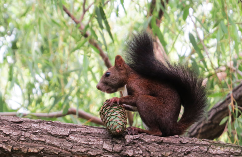 点击大图看下一张：在树上吃松果的小松鼠图片