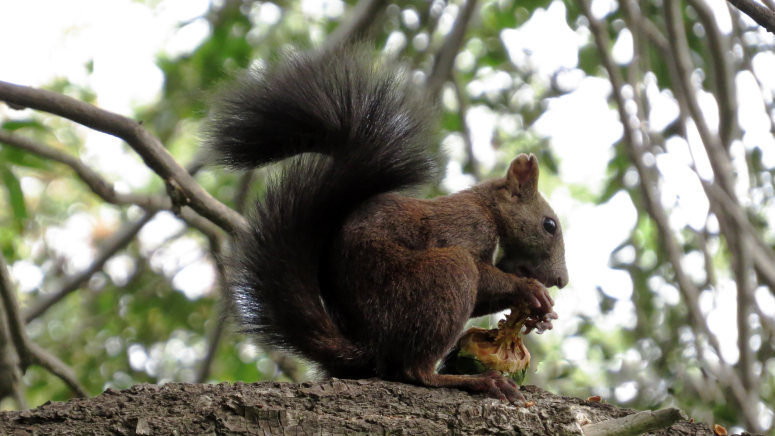 点击大图看下一张：在树上吃松果的小松鼠图片