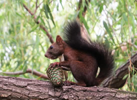 在树上吃松果的小松鼠图片