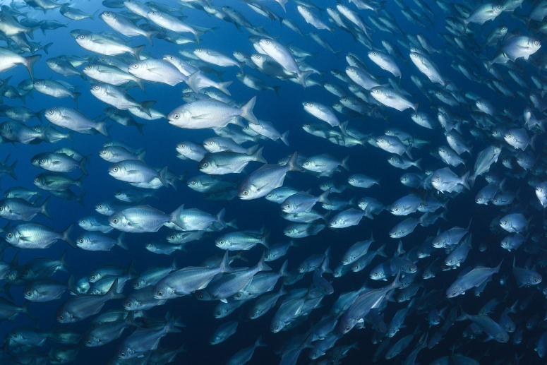 点击大图看下一张：海中游动的鱼群图片