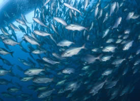 海中游动的鱼群图片