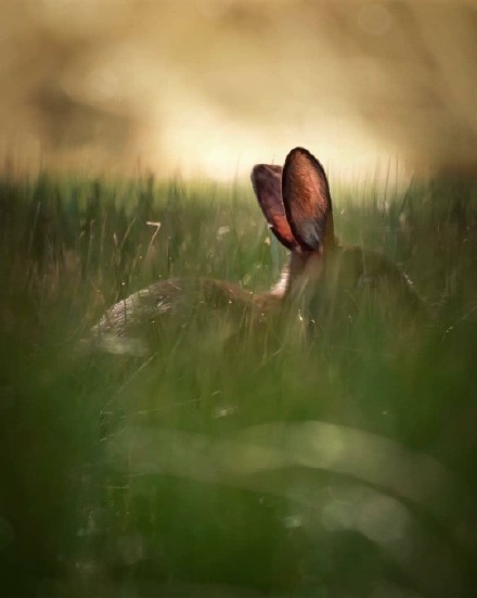 点击大图看下一张：一组乖巧超可爱的小兔子图片