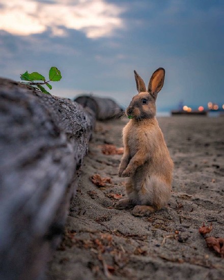 点击大图看下一张：一组乖巧超可爱的小兔子图片