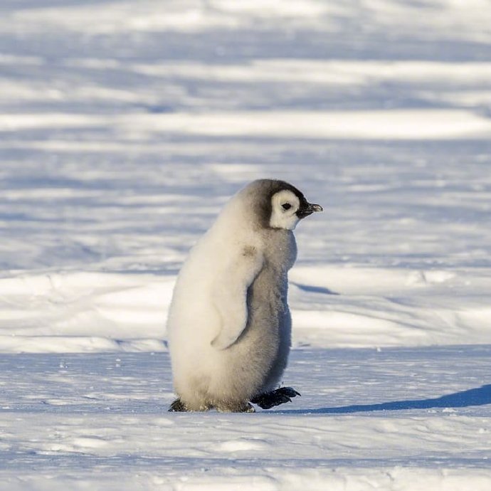 点击大图看下一张：在雪地开心的企鹅图片欣赏