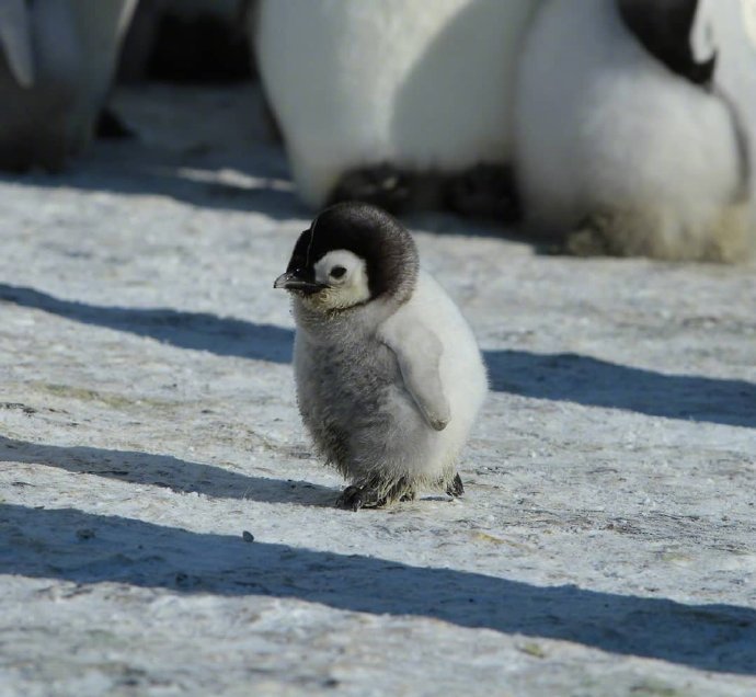 点击大图看下一张：在雪地开心的企鹅图片欣赏