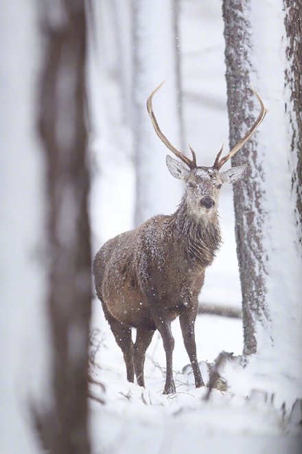 点击大图看下一张：在雪地里骄傲的鹿先生图片