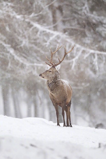 点击大图看下一张：在雪地里骄傲的鹿先生图片