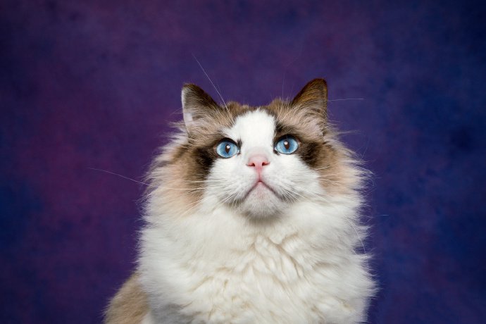 点击大图看下一张：像公主一样漂亮的布偶猫