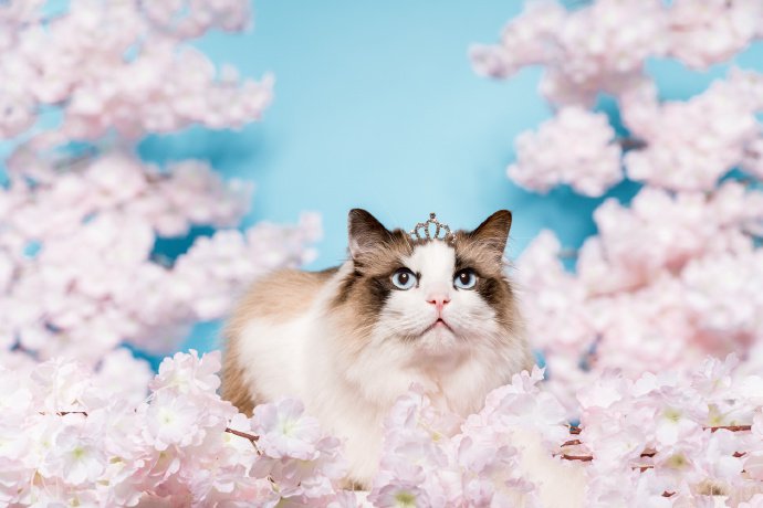 点击大图看下一张：像公主一样漂亮的布偶猫