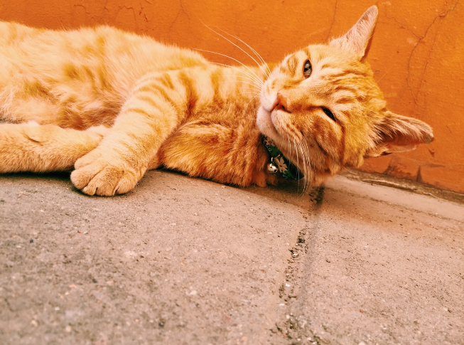 点击大图看下一张：昏昏欲睡的懒猫图片